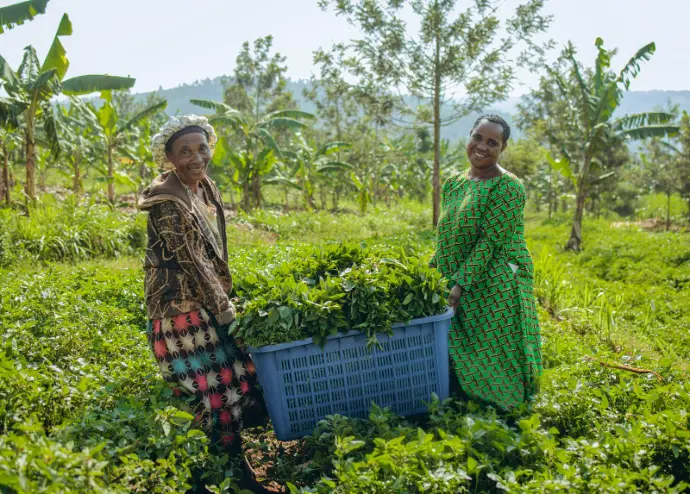 Fresh Vegetables Farm