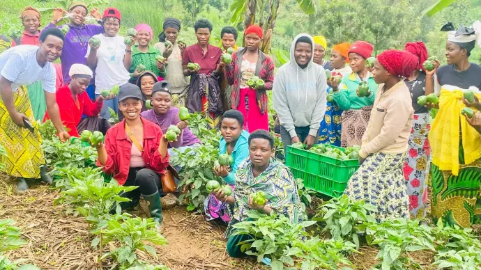 Fresh Vegetables Supply